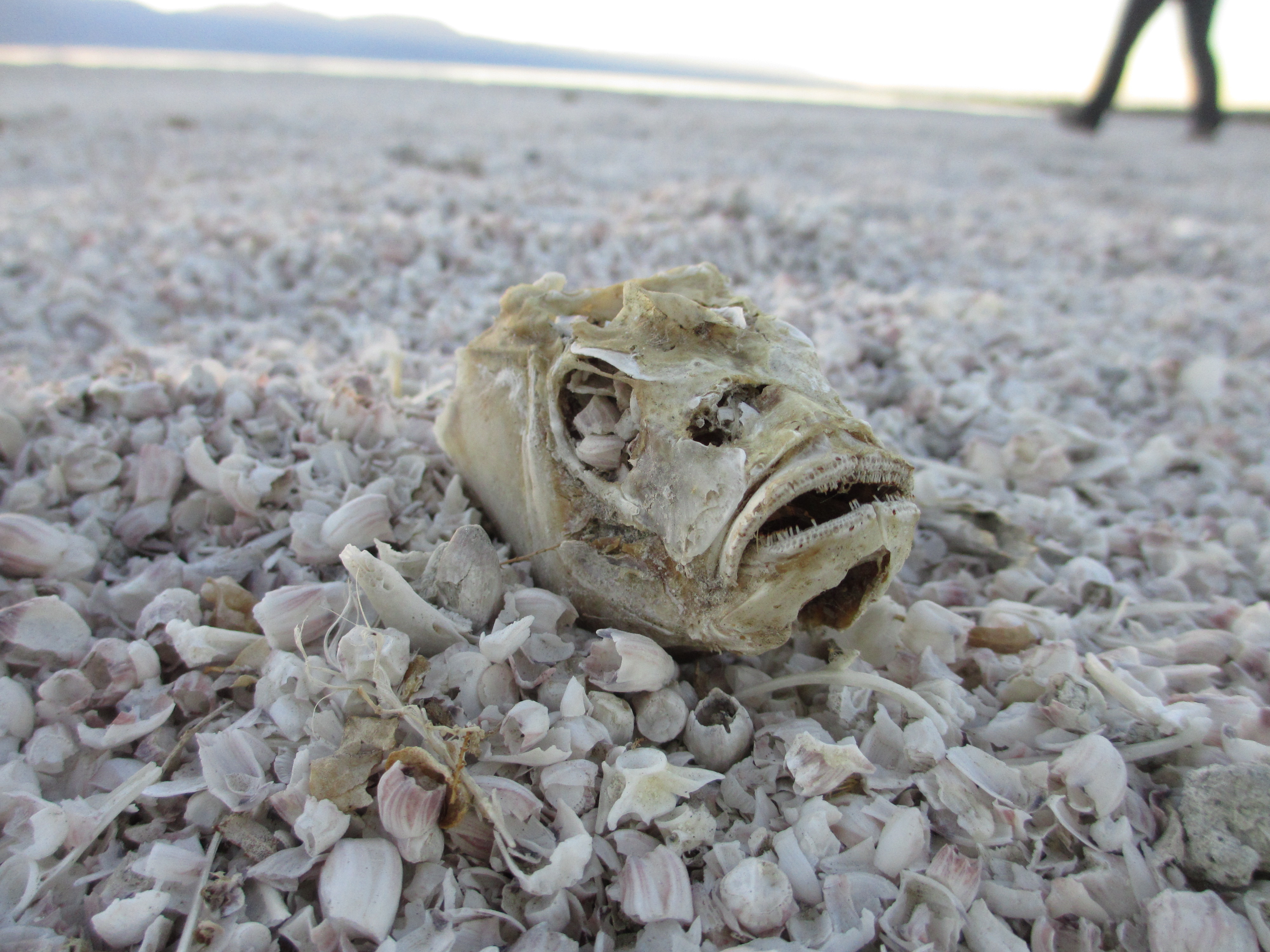 Tilapia head at the Salton Sea.