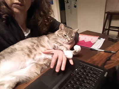 Chloe, a chubby grey tabby cat, sprawls comfortably in her owner's arms next to a laptop.