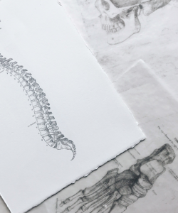 Medical drawings of bone structures. A white sheet of paper with a drawing of a human spine lies on top of wax transfers of a skull and a foot. 