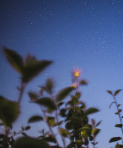 A starry sky; blurred leafy branches and a single flower appear in the foreground