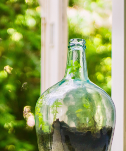 A wide glass bottle filled with soil and small sprouts rests on a windowsill.