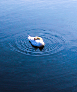 A white swan dozes on calm waters. Concentric ripples emanate from its resting place.