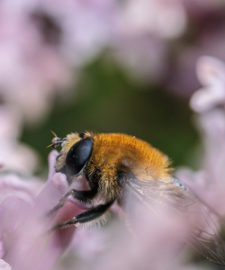 A single bee feeding from a small purple flower