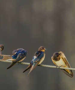 Three swallows perched on a wire Three swallows perched on a wire