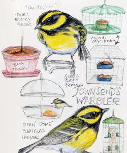 A page from the Backyard Bird Chronicles featuring the Townsend's Warbler, a yellow bird with black patterning. The page illustrations show some of the different feeders available in Tan's backyard.