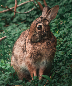 Brown rabbit Photograph of a brown rabbit surrounded by dark green vegetation and sticks