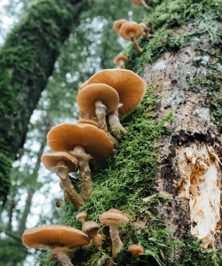 Outdoor photo of a tall moss-covered tree trunk with mushrooms growing up the side