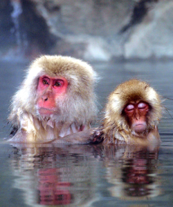 Snow monkeys in hot spring