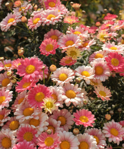 The Time Is Now: Writing Prompts and Exercises A field of pink daisies in different shades, basking in the sun.