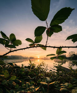 Outdoor photograph of distant setting sun seen through a tangle of vines with thorns