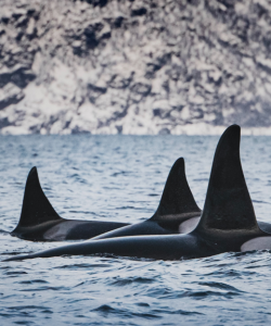 Three orca fins emerge out of the water in the wild