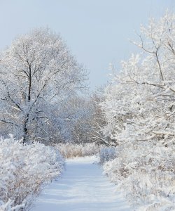 A daytime photo of a path lined with trees and underbrush covered in snow. 