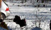 Turkeys attack author Bonnie Jo Campbell