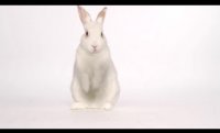 THE STUD BOOK by Monica Drake, Book Trailer Featuring a Rabbit