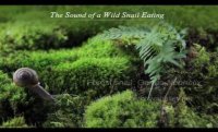 The Sound of a Wild Snail Eating/Book Trailer