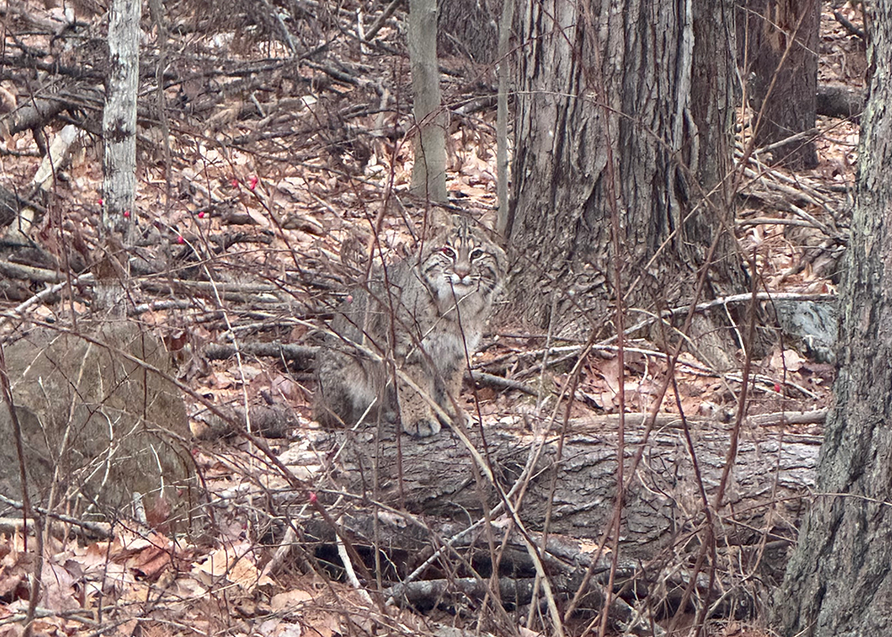Outdoor photograph showing a bobcat, seated on a log, in the woods, surrounded by tree trunks and fallen brown leaves